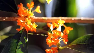 香飘飘的桂花图片_3