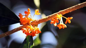 香飘飘的桂花图片_4