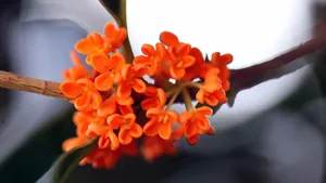 香飘飘的桂花图片_5