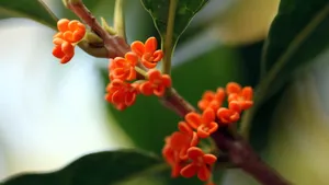 香飘飘的桂花图片_6