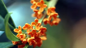 香飘飘的桂花图片_7