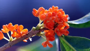 香飘飘的桂花图片_8