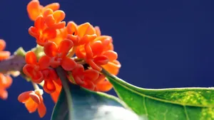 香飘飘的桂花图片_9