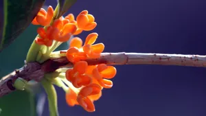 香飘飘的桂花图片_10
