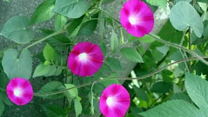 多色牵牛花图片_2