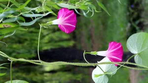 多色牵牛花图片_3