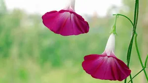 多色牵牛花图片_4