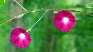 多色牵牛花图片_5