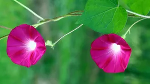 多色牵牛花图片_6