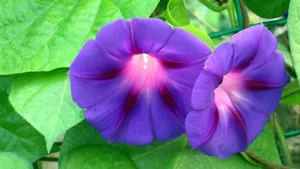 多色牵牛花图片_7