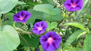 多色牵牛花图片_8
