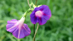多色牵牛花图片_9