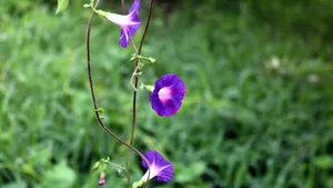 多色牵牛花图片_10