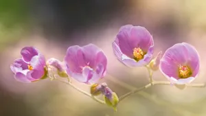 清新花朵花卉图片