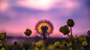 清新花朵花卉图片_2