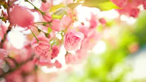 清新花朵花卉图片_3