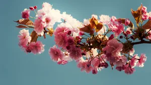 清新花朵花卉图片_4