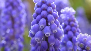 清新花朵花卉图片_5