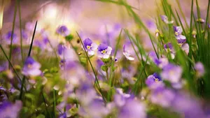 清新花朵花卉图片_6