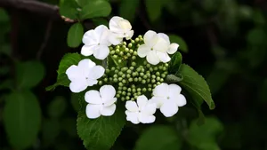 洁白如玉的琼花图片_3