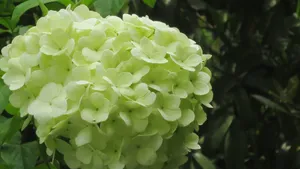 洁白如玉的琼花图片_4