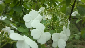 洁白如玉的琼花图片_7