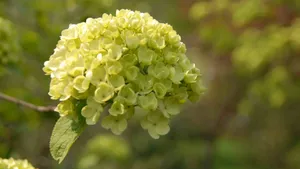 洁白如玉的琼花图片_8