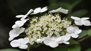 洁白如玉的琼花图片_16