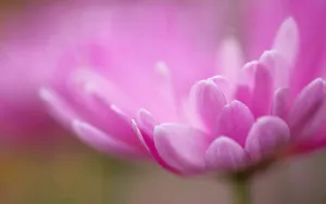 高清大图花卉摄影图片_2
