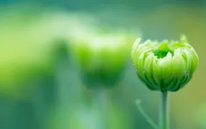 高清大图花卉摄影图片_4