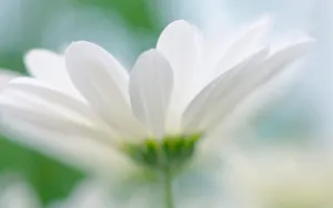 高清大图花卉摄影图片_5