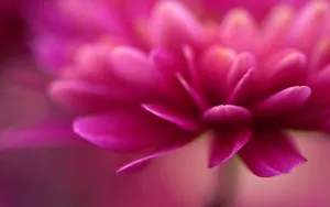 高清大图花卉摄影图片_6
