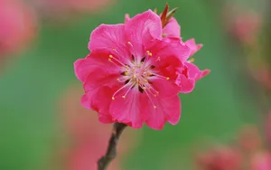 桃花图片特写壁纸_3