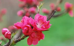 桃花图片特写壁纸_4