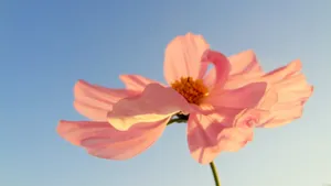 自然清新花卉花朵壁纸_8