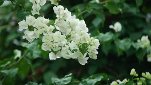 白色三角梅花卉图片_2