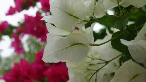 白色三角梅花卉图片_4
