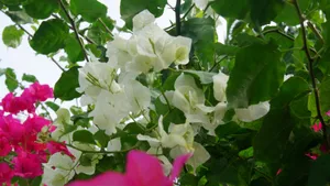 白色三角梅花卉图片_5