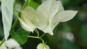 白色三角梅花卉图片_7