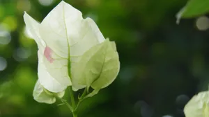 白色三角梅花卉图片_8