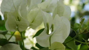 白色三角梅花卉图片_10