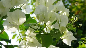 白色三角梅花卉图片_11