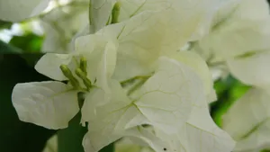 白色三角梅花卉图片_12
