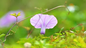 朦胧唯美牵牛花图片