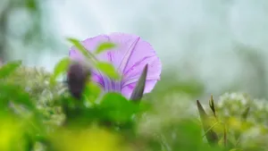 朦胧唯美牵牛花图片_2