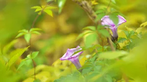朦胧唯美牵牛花图片_3