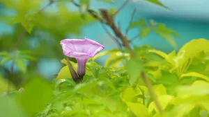 朦胧唯美牵牛花图片_4