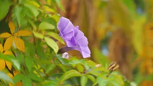 朦胧唯美牵牛花图片_5