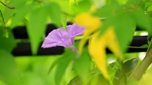 朦胧唯美牵牛花图片_6
