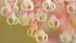 小清新苹婆花壁纸_2